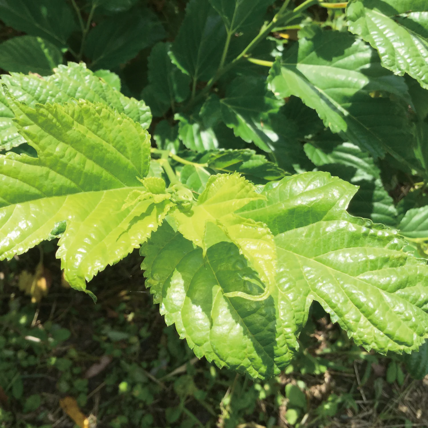 MULBERRY LEAF TEA INDIGESTIBLE DEXTRIN PLUS - Image 7